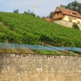 0909F 050 Der erste Wein